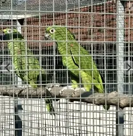 Prodej Amazoňan žlutohlavý surinamský