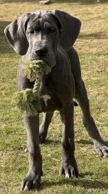 Německá doga modrá s PP