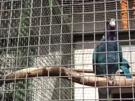 Barnard límcový modrý