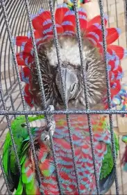 Amazoňan vějířový