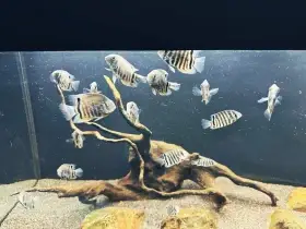 Heros severus – Kančík červenooký, přírodní forma, 7 cm – Praha 3