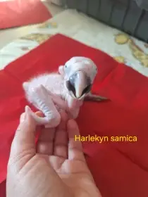 Ara ararauna a harlekyn na ručné dokrmenie