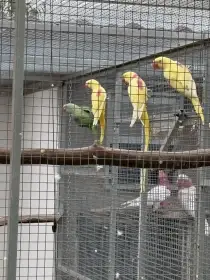 Alexandr velký lutino 777560990