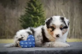 Australský ovčák s PP