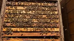 Vyzimovaná včelstva na rámkové míře 39x24cm