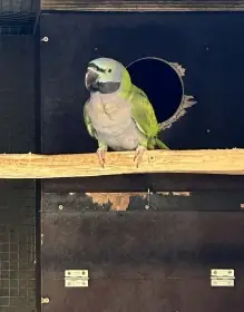 Alexandr čínský 1.0