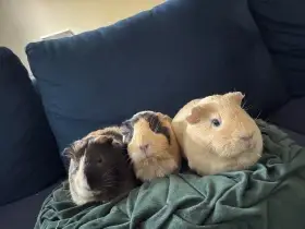 Daruji morčata - samičky 3 roky