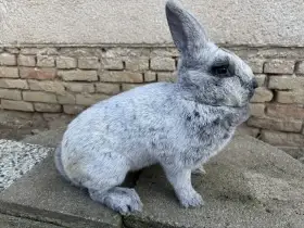 Samice Velky světlý střibřitý