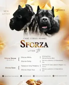 Cane Corso štěňata