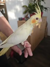 Korela perlová lutino