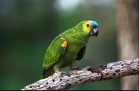 Amazoňan modročelý r. 2025