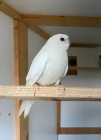 Neofema modrohlava výměna