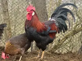 Vlaška koroptví - kohout na výměnu