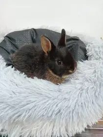 Zakrslý králíček CH2