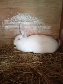 Prodám křížence hyla