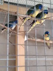 Neofema modrohlavá 4x sameček