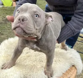 American Bully micro/exotic s PP