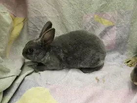 Zakrslý králíček