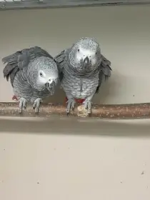 Prodám 1,1 žako šedý