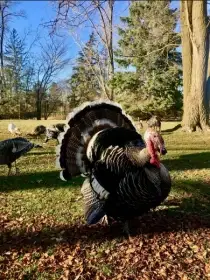 Krocan plemene Narragansett