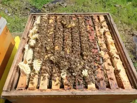 Vyzimovaná včelstva 39x24