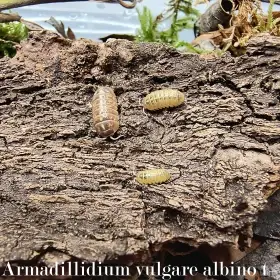 Isopody·stínky·chvostosko ci