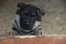 Německý ovčák štěňata - Rokycany