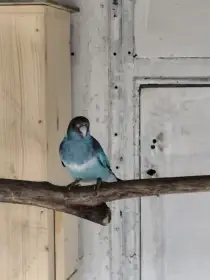 Barnard červenočelý modrý