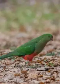 Samice Královského