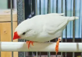 Zebřička pestrá samec