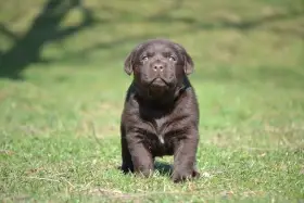 Čokoládová štěňátka Labradorských Retrieverů s PP
