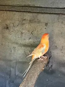Prodám kakariky, papouška zpěvavého, bourka rubino