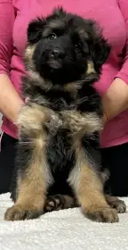 Dlhosrstý nemecký ovčiak