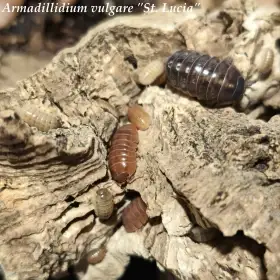 Isopody·stínky·chvostosko ci