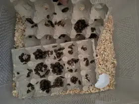 Šváb Arentinský (Blaprica Dubia) malí a střendě velcí