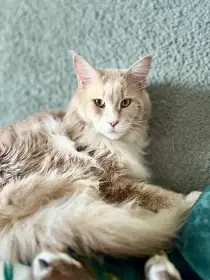 Mainská mývalí – 2 kocouři s PP, pouze spolu, kompletní výbava