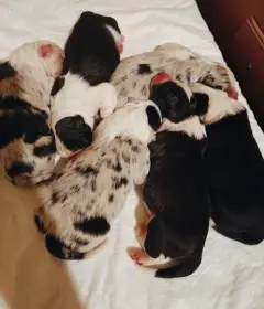 Prodám štěňátka border kolie bez PP