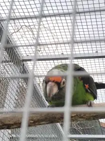 Papoušek konžský gulielmi gulielmi 0,1