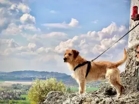 Timík žil často bez jídla, nyní hledá domov