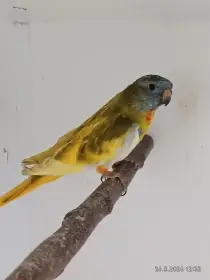 Neoféma modrohlavá lemovaná