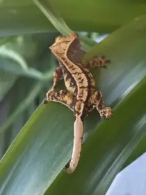 Pagekon řasnatý mládě