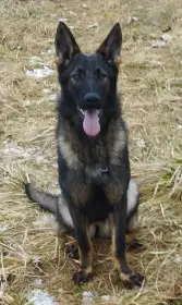 Německý ovčák fenka 9 měsíců