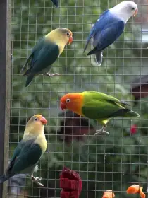 Agapornis fischeri 2025