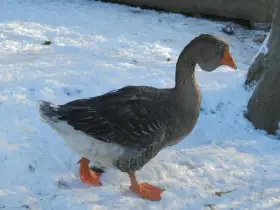 Husí násadová vejce