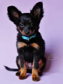 Ruský toy dlouhosrstý s pp FCI