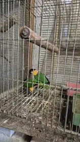 Amzonek černotemenný