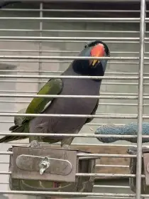 Alexandr čínský včetně voliéry