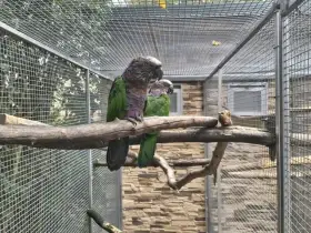 Amazoňan Vejárový  1:1   2017.