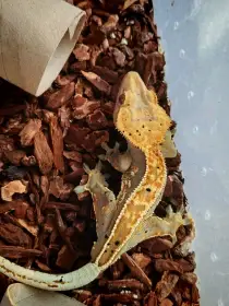 Daruji ročního samce pagekona řasnatého