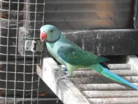 Alexandr šedý columboides